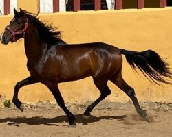 horse Disparate (Andalusians/horse of pure Spanish race,  )