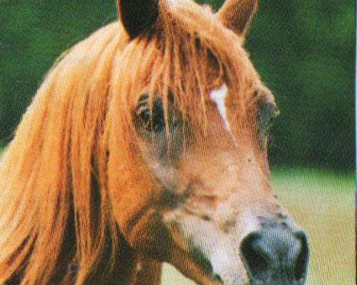 stallion Ibn Zaraf ox (Arabian purebred, 1982, from Zaraf ox)