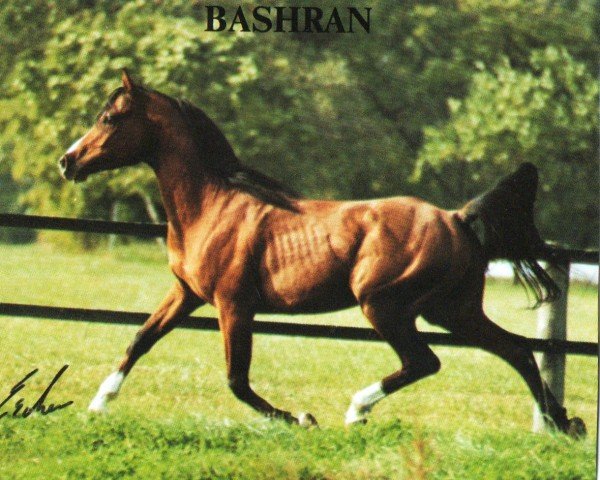 horse Bashran ox (Arabian purebred, 1991, from Brigand ox)