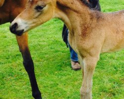 horse Sweet Afair (Little German Riding Horse, 2015, from Shaddow of Severloh)