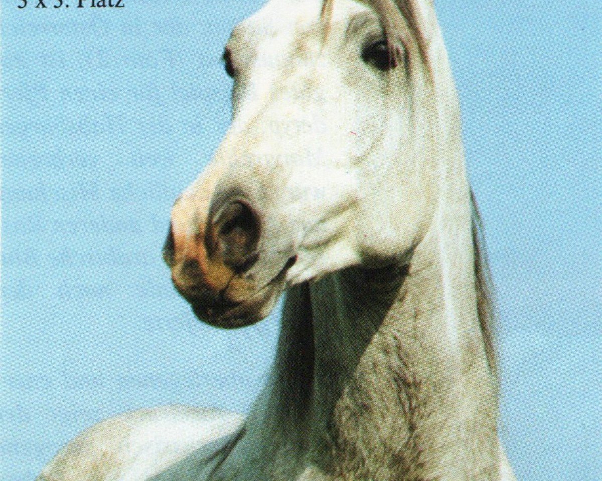 Deckhengst Gazomyot 1984 ox (Vollblutaraber, 1984, von Mascat 1976 ox)