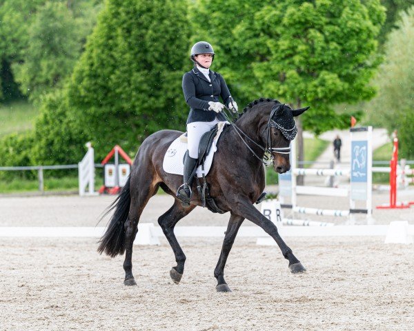 dressage horse Firemark Js (German Sport Horse, 2016, from Finest)