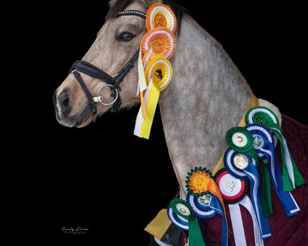 dressage horse Chacco de Luxe (German Riding Pony, 2011, from FS Champion de Luxe)