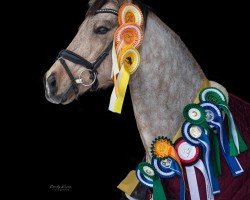 dressage horse Chacco de Luxe (German Riding Pony, 2011, from FS Champion de Luxe)