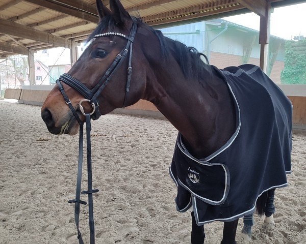 dressage horse Erichacha CG (Westphalian, 2019, from Escolar)