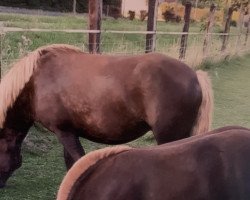 broodmare Rubina (Black Forest Horse,  )