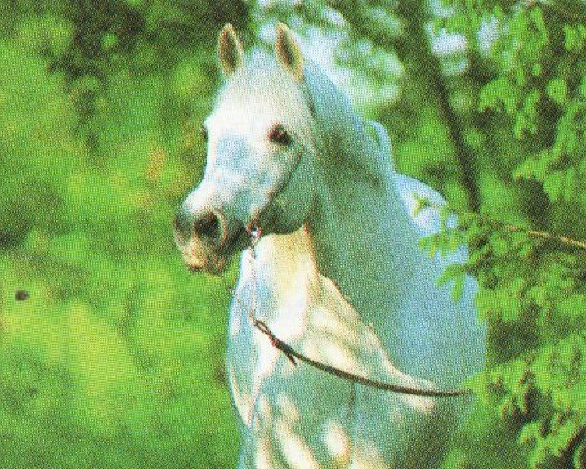 stallion Tern ox (Arabian purebred, 1974, from Naslednik 1961 ox)
