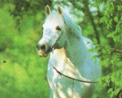 stallion Tern ox (Arabian purebred, 1974, from Naslednik 1961 ox)