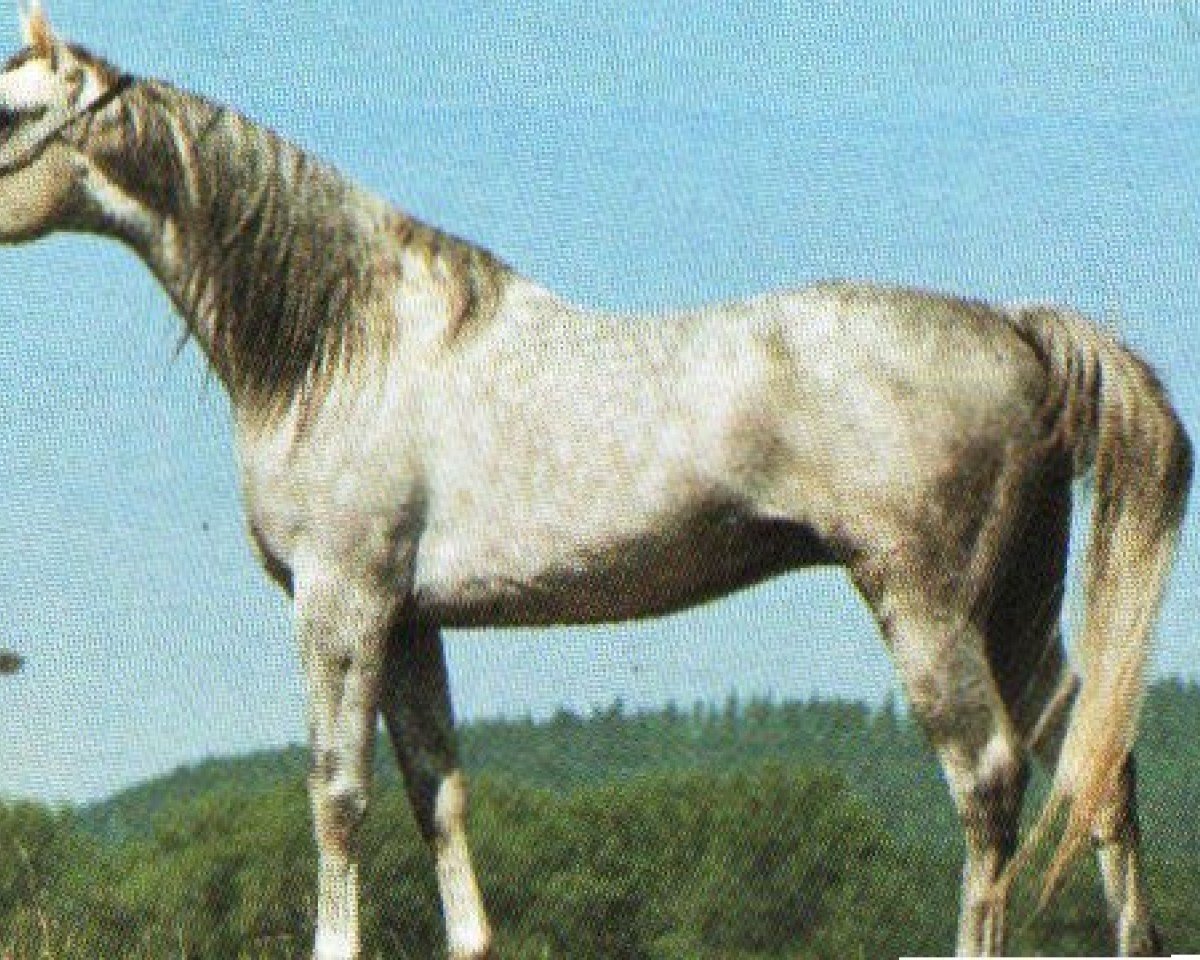 stallion Tasallam ox 1987 (Arabian purebred, 1987, from El Masri Amir ox 1981)