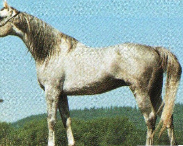 stallion Tasallam ox 1987 (Arabian purebred, 1987, from El Masri Amir ox 1981)
