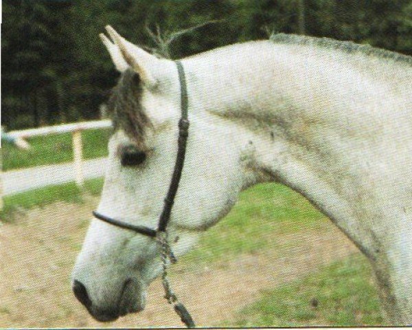 Pferd Halim Al Keshan ox (Vollblutaraber, 1988, von Halim Al Kadir EAO)