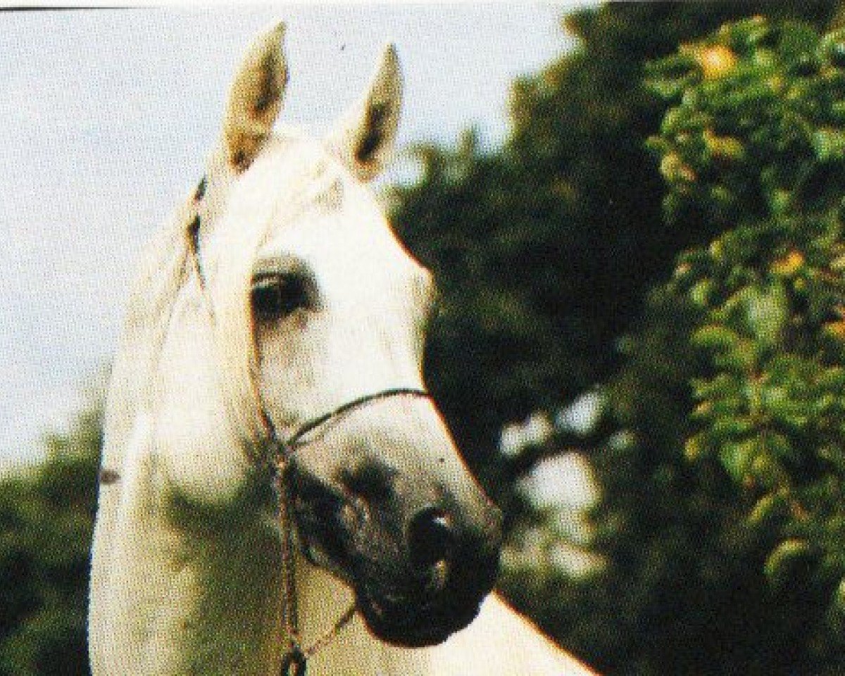 stallion El Masri Amir ox 1981 (Arabian purebred, 1981, from The Egyptian Prince 1967 ox)