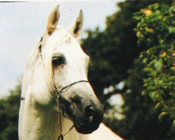 stallion El Masri Amir ox 1981 (Arabian purebred, 1981, from The Egyptian Prince 1967 ox)