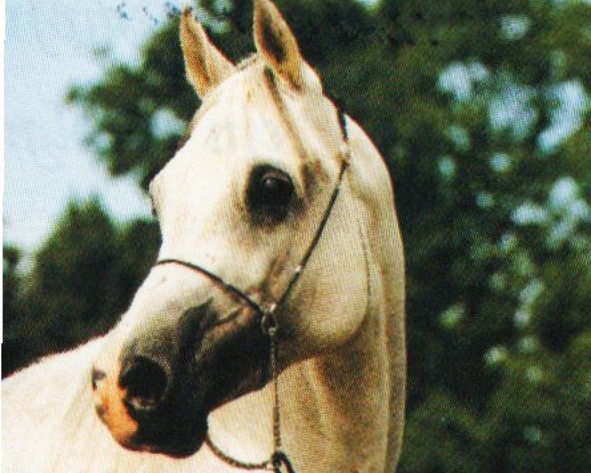 stallion Hassan S EAO (Arabian purebred, 1979, from Fikri EAO)