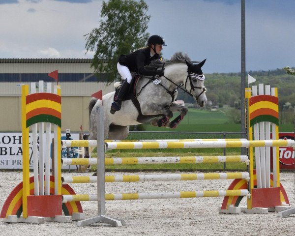 jumper Miss White Chocolate (German Riding Pony, 2013, from Steendieks Mc Laren)