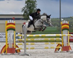 Springpferd Miss White Chocolate (Deutsches Reitpony, 2013, von Steendieks Mc Laren)