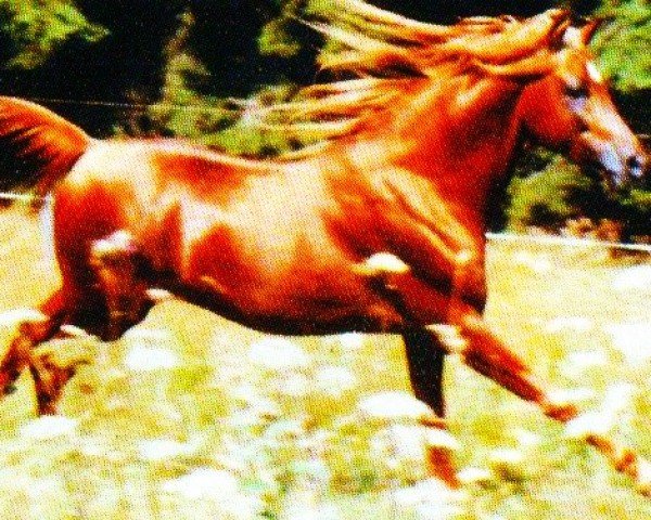 horse Daganx ox (Arabian purebred, 1985, from Ibn Mohafez ox)