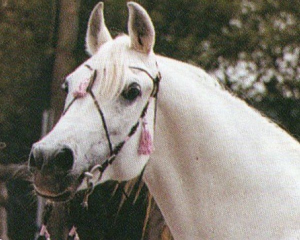 stallion Sahad ox (Arabian purebred, 1971, from Hadban Enzahi 1952 EAO)