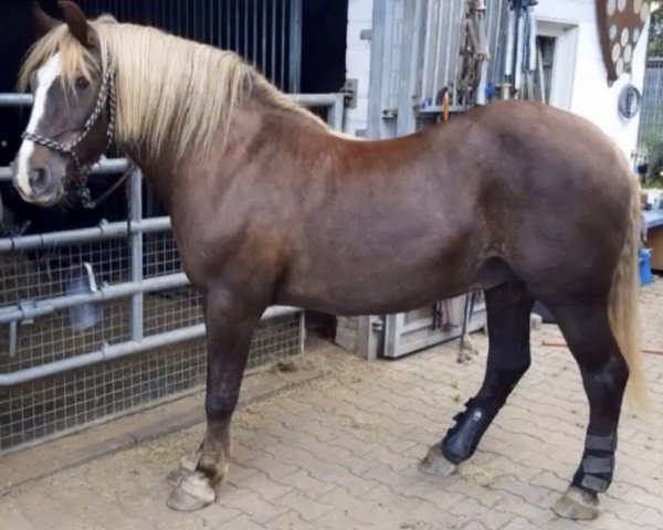 broodmare Rena (Black Forest Horse, 1992, from Retter)