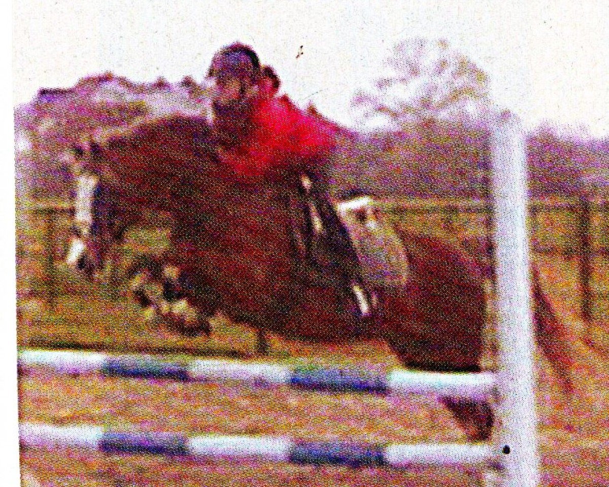 Deckhengst Spanenland's Patrick (Welsh Partbred, 1987, von Eros)