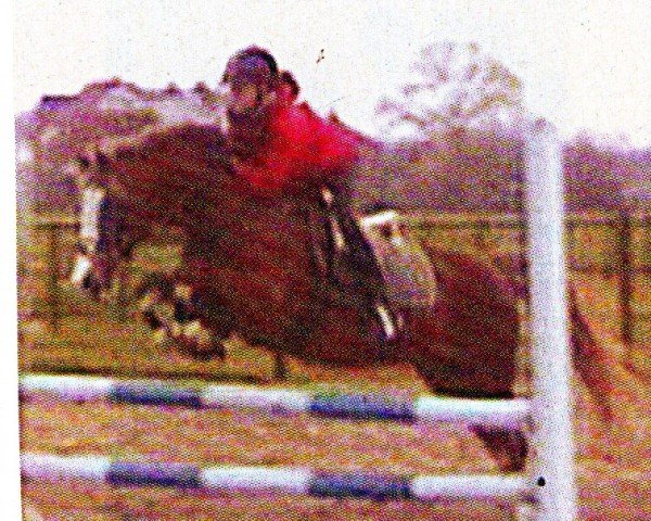 Deckhengst Spanenland's Patrick (Welsh Partbred, 1987, von Eros)