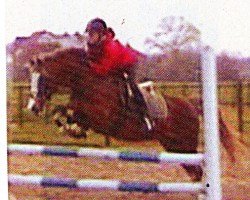 stallion Spanenland's Patrick (Welsh Partbred, 1987, from Eros)