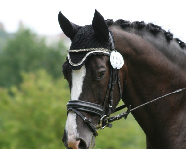 dressage horse Dios von der Heide (Trakehner, 1999, from Biotop)