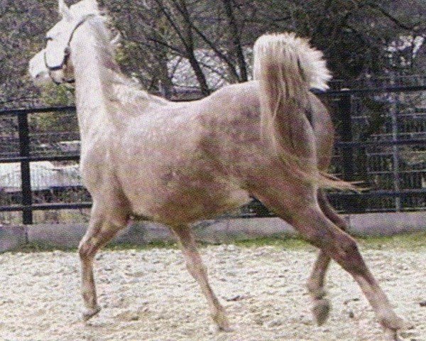 horse Sammy ox (Arabian,  , from Sheik El Nile EAO)