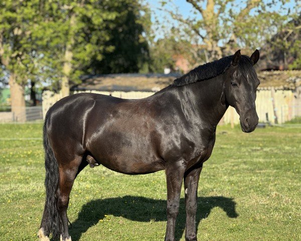 dressage horse King Size 5 (German Riding Pony, 2008, from Kennedy WE)
