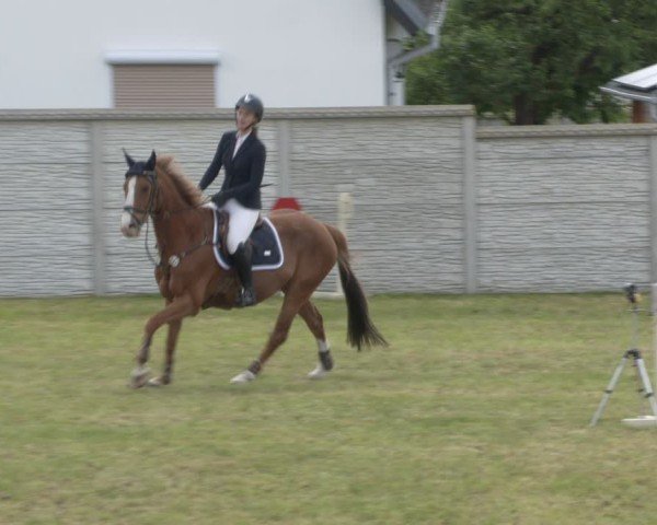Reitturnier Buckow bei Beeskow (LOS) 2025