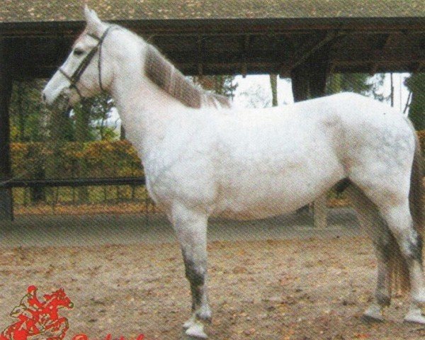 dressage horse Radetzky (Oldenburg, 1999, from Royal Diamond)