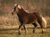 broodmare Rica (Black Forest Horse, 2015, from Montan)