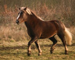 broodmare Rica (Black Forest Horse, 2015, from Montan)