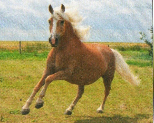 broodmare Wiona (Haflinger, 2002, from Windsor)