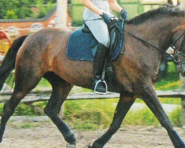 horse Whitnee (Hanoverian, 1996, from Wousselt)
