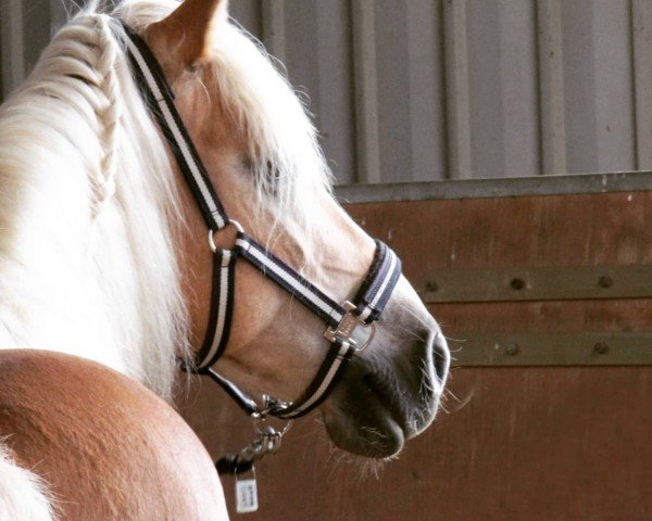 broodmare Nicki (Haflinger, 2000, from Nintendo)