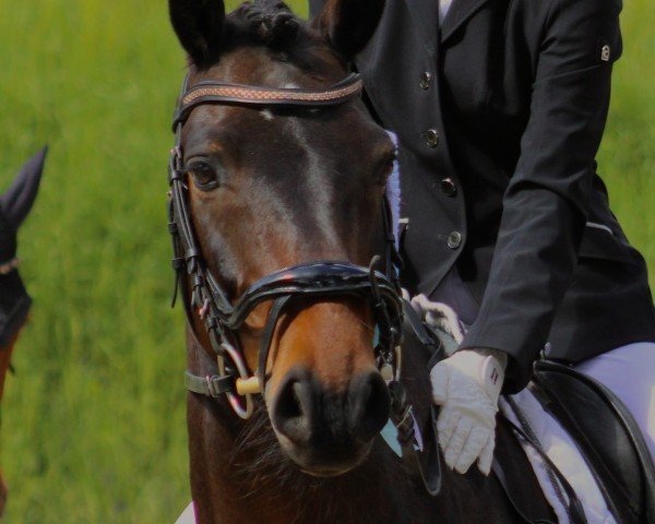 Dressurpferd Werbelin 4 (Deutsches Reitpony, 2016, von Wengelo's Nelson)