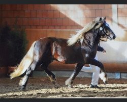 stallion Remy (Black Forest Horse, 2012, from Rubin)