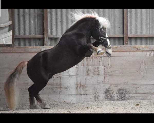 stallion Maximus (Black Forest Horse, 2013, from Milan)