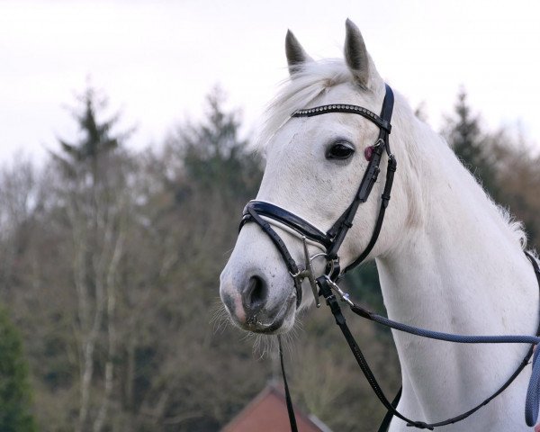 Dressurpferd Penny (Irish Sport Horse, 2010)