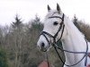 dressage horse Penny (Irish Sport Horse, 2010)