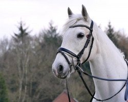 dressage horse Penny (Irish Sport Horse, 2010)