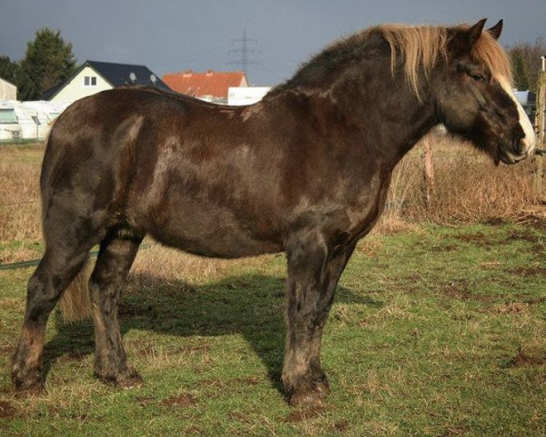 broodmare Rabea (Black Forest Horse, 2002, from Ravel)