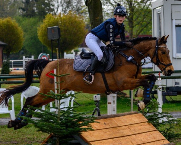 jumper Tony 81 (Pony without race description, 2011)