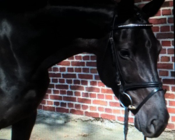 horse Sally in Love 3 (Oldenburg, 2012, from Hotrex)