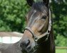 dressage horse Seastar 2 (Hanoverian, 2007, from Tannenhof’s Solero TSF)