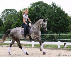 dressage horse Der Deichgraf (Oldenburg, 2012, from De Martino)