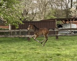 dressage horse Franz von Lünzum (Westphalian, 2021, from Felissimo 4)