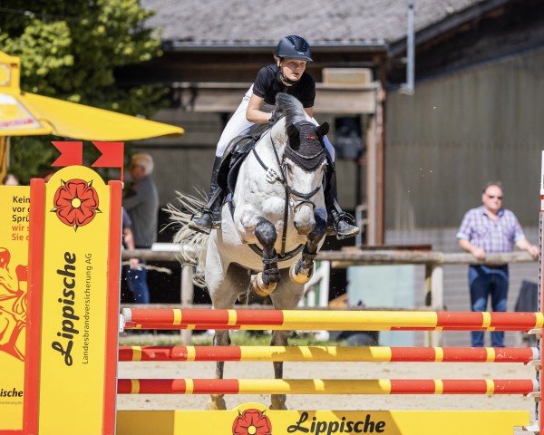 jumper Cragganmore 4 (Holsteiner, 2011, from Connor 48)