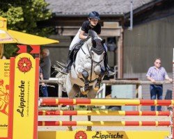 Springpferd Cragganmore 4 (Holsteiner, 2011, von Connor 48)